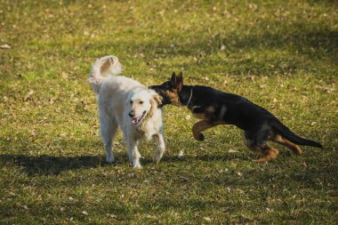 Çim tarlasında oynayan iki köpek. Genç Alman çoban köpeği ve golden retriever birbirleriyle oynuyorlar. Shepherd saldırıyor ve diğer köpeğin boynunu ısırıyor..