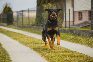 Büyük siyah ve kahverengi Rottweiler köpeği çitin yanındaki toprak yolda ya da çakıllı bir yolda kameraya doğru koşuyor. Köpeğin ağzı tükürük doludur..