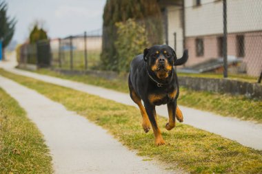 Büyük siyah ve kahverengi Rottweiler köpeği çitin yanındaki toprak yolda ya da çakıllı bir yolda kameraya doğru koşuyor. Köpeğin ağzı tükürük doludur..