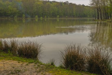 Slovenya 'nın Prekmurje kentindeki Bukovnisko Jezero kıyılarındaki bitki ve ördekler soğuk bir bahar gününde.