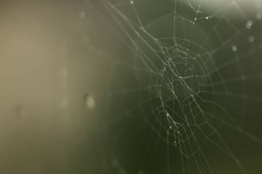 Soğuk yağmurlu bir günde örümcek ağı ya da örümcek ağı. Makro fotoğraf ya da örümceğin koyu yeşil arka planda yaptığı örümcek ağının yakın plan resmi.