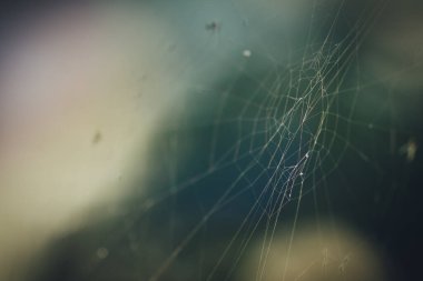 Soğuk yağmurlu bir günde örümcek ağı ya da örümcek ağı. Makro fotoğraf ya da örümceğin koyu yeşil arka planda yaptığı örümcek ağının yakın plan resmi.