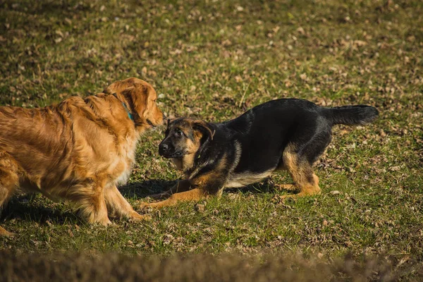 Due Cani Che Giocano Prato Giovane Pastore Tedesco Golden Retriever — Foto Stock