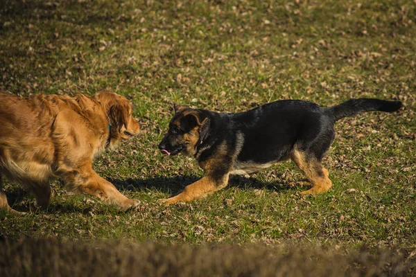 Due Cani Che Giocano Prato Giovane Pastore Tedesco Golden Retriever — Foto Stock