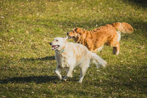Çim tarlasında oynayan iki köpek. İki genç Golden Retriever birbirleriyle oynuyorlar. Çimenlerde ve güneşte eğlence.