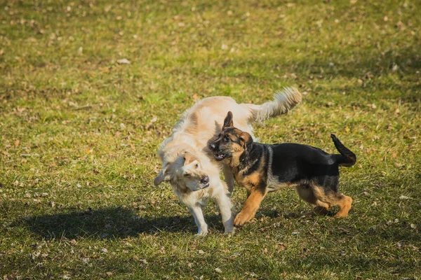 Két Kutya Játszik Fűpályán Fiatal Német Juhász Golden Retriever Játszanak — Stock Fotó