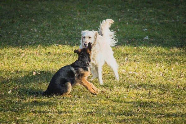Две Собаки Играют Травяном Поле Молодой Немецкий Пастух Золотистый Ретривер — стоковое фото