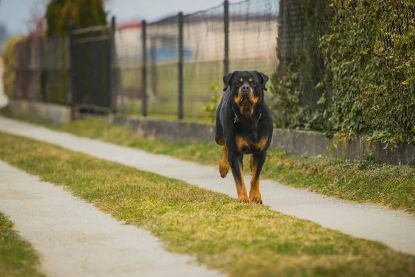 Büyük Siyah Kahverengi Rottweiler Köpeği Çitin Yanındaki Toprak Yolda Çakıllı — Stok fotoğraf