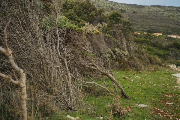 Mediterranean trees or pines bent because of the strong winds or bura, burja.