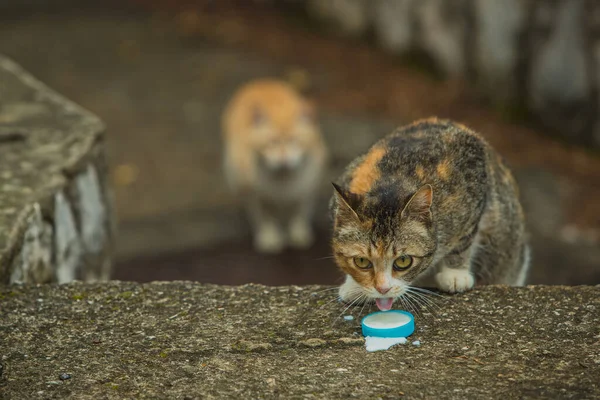 Dois Gatos Famintos Numa Escada Betão Dos Gatos Está Bebendo — Fotografia de Stock