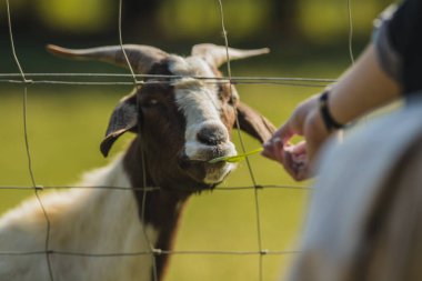 Çitin içinden kahverengi ve beyaz bir keçiyi beslerken görülen birinin eli. Arkaplanda yeşil çayır