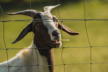 Kahverengi ve beyaz keçinin çim çiğneyip tel örgülerin arasından baktığı görülüyor. Arkaplanda yeşil çayır