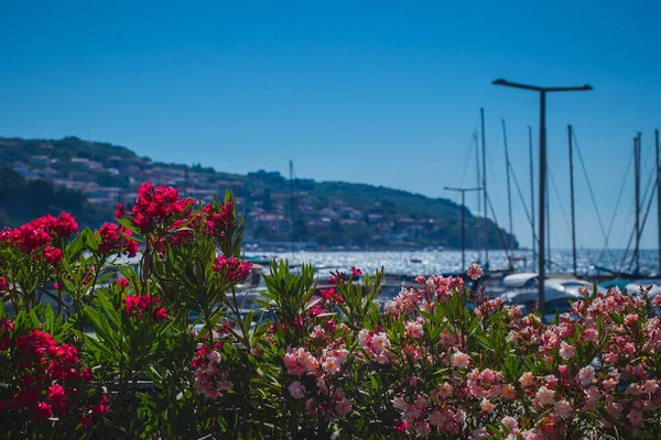 マリーナや駐車ヨットの前に赤とピンクの花の庭 海と海岸の背景にあります 花の壁の後ろに隠れているボート — ストック写真