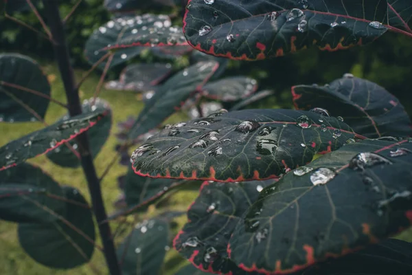 Daun Hijau Gelap Dengan Tepi Merah Mengkilap Ditutupi Dengan Tetesan — Stok Foto