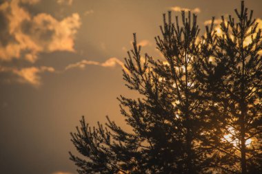 Çam ağaçlarının arkasında güneş batıyor, ağacın iğnelerinin arkasında biraz ışık parlıyor. Doğada güzel bir akşam fotoğrafı, solda kopyalama alanı