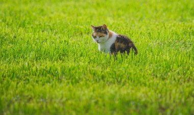 Yaşlı kedinin yaralı gözleri tarlanın ortasında oturup fare ya da diğer avları yakalıyor. Kedi yere bakıyor.