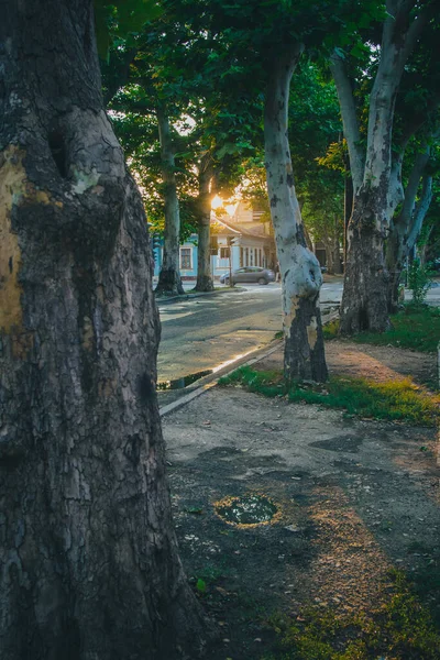 Παλιά Τραχύ Δρόμο Λεωφόρο Φθαρμένη Επιφάνεια Δει Μεταξύ Μεγαλοπρεπή Δέντρα — Φωτογραφία Αρχείου