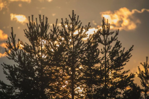 Coucher Soleil Derrière Les Pins Avec Peu Lumière Qui Brille — Photo