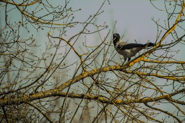 Enkele Grijze Zwarte Kraai Zittend Aan Een Boomtak Het Vroege — Stockfoto