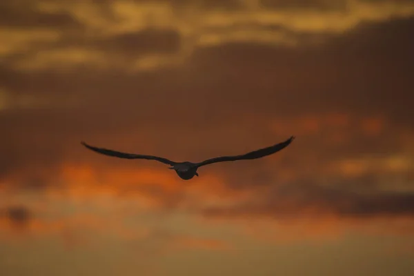 Beautiful Seagull Bird Flying Sunset Red Clouds Evening Silhouette Seagull — Stock Photo, Image