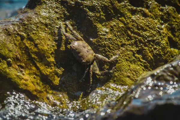 Crabe Brun Reposant Sur Une Surface Rocheuse Mouillée Glissante Sur — Photo