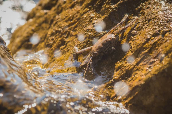 Brown crab resting on a slippery wet rock surface at a beach or seafront. Crab in camouflage colors resting on the sun. Water splashing over the animal with visible drops