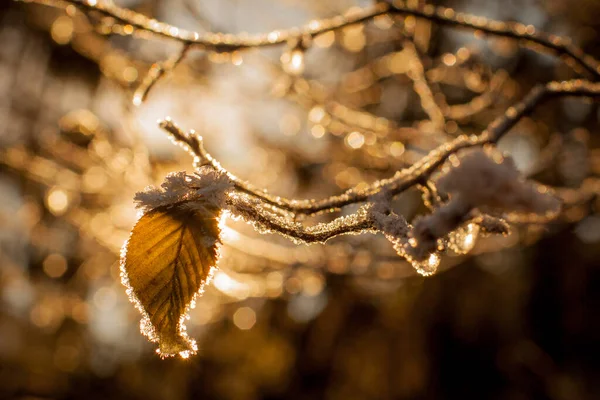 Blätter Und Äste Bei Kaltem Wetter Mit Frost Und Kleinen — Stockfoto