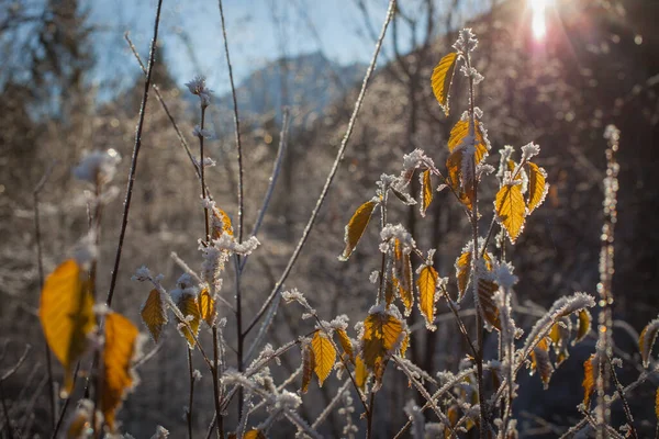 Blätter Und Äste Bei Kaltem Wetter Mit Frost Und Kleinen — Stockfoto