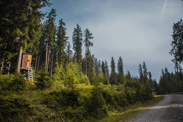 Träjägartorn Eller Utsiktstorn Tjock Skog Högt Uppe Austriska Alperna Hunters — Stockfoto