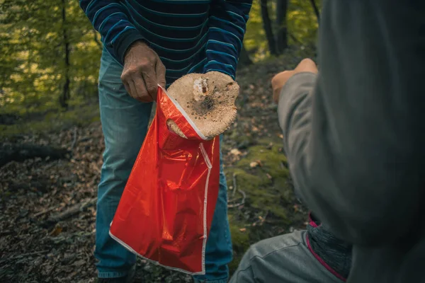 Man picking up mushrooms in the forest. Leisure activity of picking up mushrooms and putting them in a plastic bag. Edible delights from nature