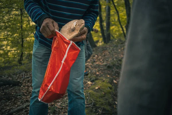 Homme Ramasse Des Champignons Dans Forêt Loisirs Ramasser Des Champignons — Photo