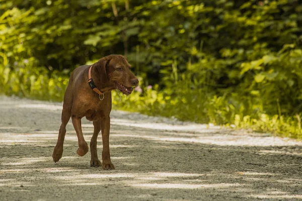 Chien Brun Est Perdu Errant Dans Une Forêt Ensoleillée Chien — Photo