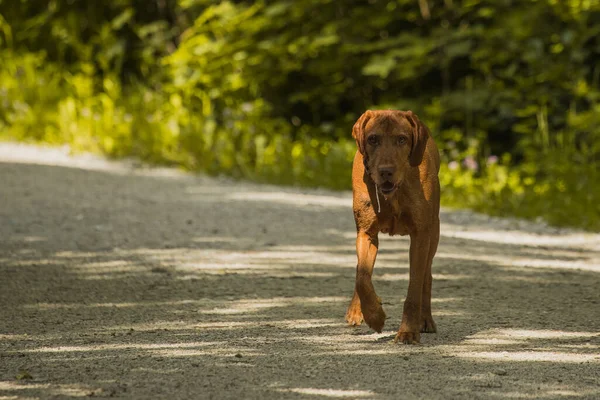 Brown Cão Está Perdido Vagando Uma Floresta Ensolarada Cão Olhando — Fotografia de Stock