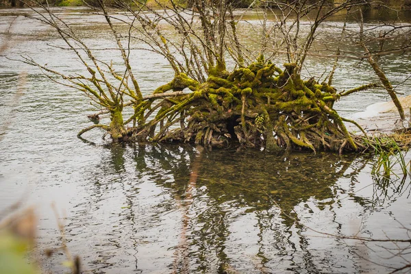Drewniane Korzenie Krzewu Wynurzającego Się Rzeki Lub Jeziora Ujawnione Korzenie — Zdjęcie stockowe