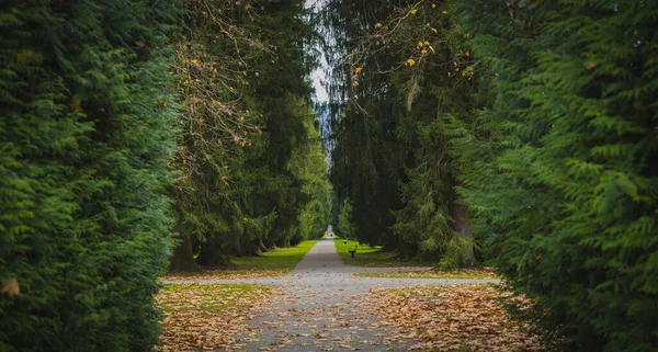Tomgång Eller Allé Park Med Mörkgröna Träd — Stockfoto