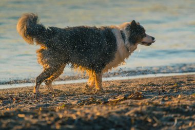 Bir Border Collie köpeğinin sahildeki suyu sallarken yan görüntüsü. Şirin köpek su damlalarını sallıyor, su damlalarına odaklanıyor. Akşam ayarı