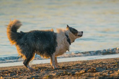 Bir Border Collie köpeğinin sahildeki suyu sallarken yan görüntüsü. Şirin köpek su damlalarını sallıyor, su damlalarına odaklanıyor. Akşam ayarı
