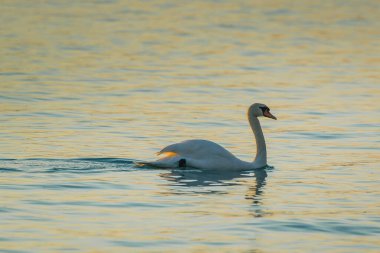 Güneşin yeni battığı güzel bir akşamda gölde kuğu. Zarif kuğu huzurlu suda yavaşça kürek çekiyor..