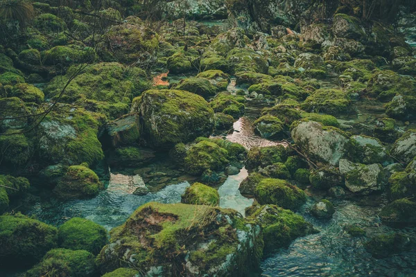 Espeluznante Bosque Encantado Con Musgo Verde Suelo Cubierto Piedras Agua — Foto de Stock