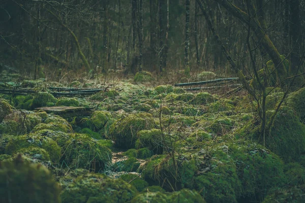 Läskig Förtrollad Skog Med Grön Mossa Marken Täckt Med Stenar — Stockfoto