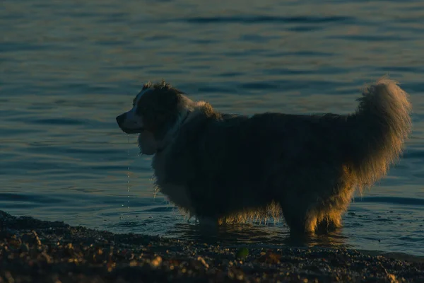 Seitenansicht Eines Border Collie Hundes Der Wasser Spielt Alarmhund Meer — Stockfoto