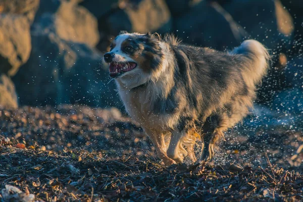 Милий Прикордонний Собака Коллі Вибігає Води Ввечері Краплями Води Кружляють — стокове фото