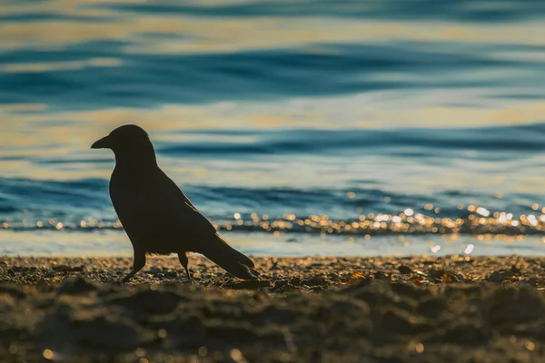 Черная Ворона Стоит Песке Пляже Сильным Днем Вечером Солнце Просто — стоковое фото