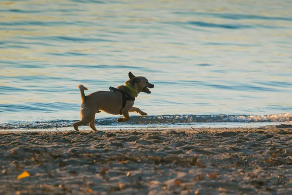 Carino Piccolo Cane Che Gioca Sulla Spiaggia Con Spruzzi Sabbia — Foto Stock