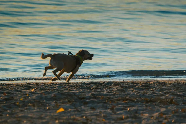 Mignon Petit Chien Jouant Sur Plage Avec Des Éclaboussures Sable — Photo