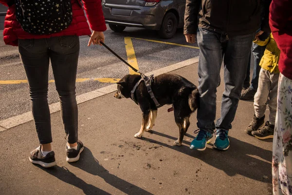 Ung Hund Onanerar Och Ejakulerar Offentligt Busstation Trakasserier För Ägaren — Stockfoto