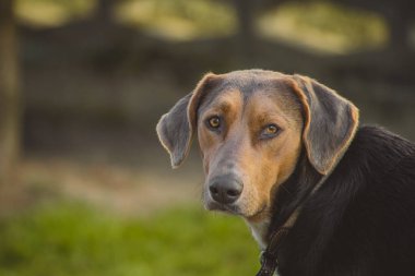 Büyük sarı gözleri ve tasması olan sevimli kahverengi köpek kameraya doğru bakıyor..