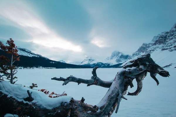 清晨日出时分 一条神秘的雪道通向加拿大的弓湖 大雪纷飞的小径 — 图库照片