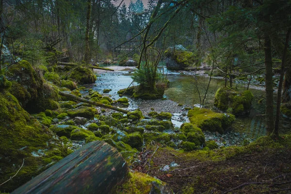 Steine Und Holz Der Quelle Von Kamniska Bistrica Slowenien Trockenen — Stockfoto