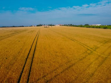 Buğday tarlasında traktör izlerinin üzerindeki havadan. Renkli tarımsal alan. Görünür geri dönüş ve traktörle sürme işaretleri var..
